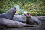 Elephant Seals Gold Harbour