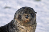 Fur Seal Pup
