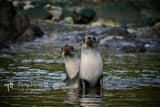 Fur Seals Ocean Harbour
