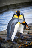 King Penguins St Andrews Bay