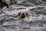 Seal Pup