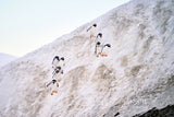 Antarctic Sound Gentoo Penguins