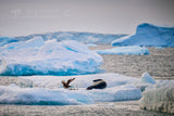 Brown Bluff Leopard Seal