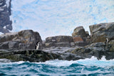 Chinstrap Penguin Antarctic Peninsula