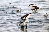 Chinstrap Penguins Antarctic Peninsula