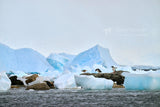 Chinstrap Penguins Neko Harbour