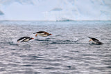 Gentoo Penguins Antarctic Peninsula