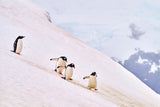 Gentoo Penguins Neko Harbour