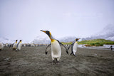 King Penguins Gold Harbour