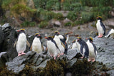 Macaroni Penguins-South Georgia