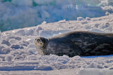 Weddell Seal Rosamel Island