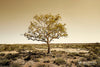 Golden Tree